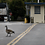 Geese make their way across the main road into the field ...